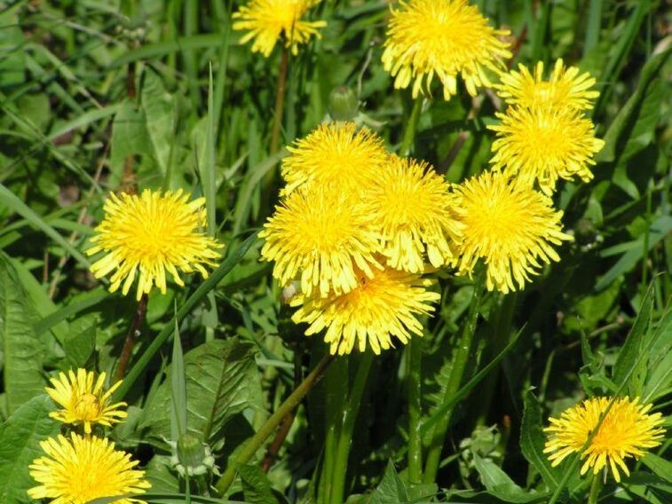 dandelion against warts